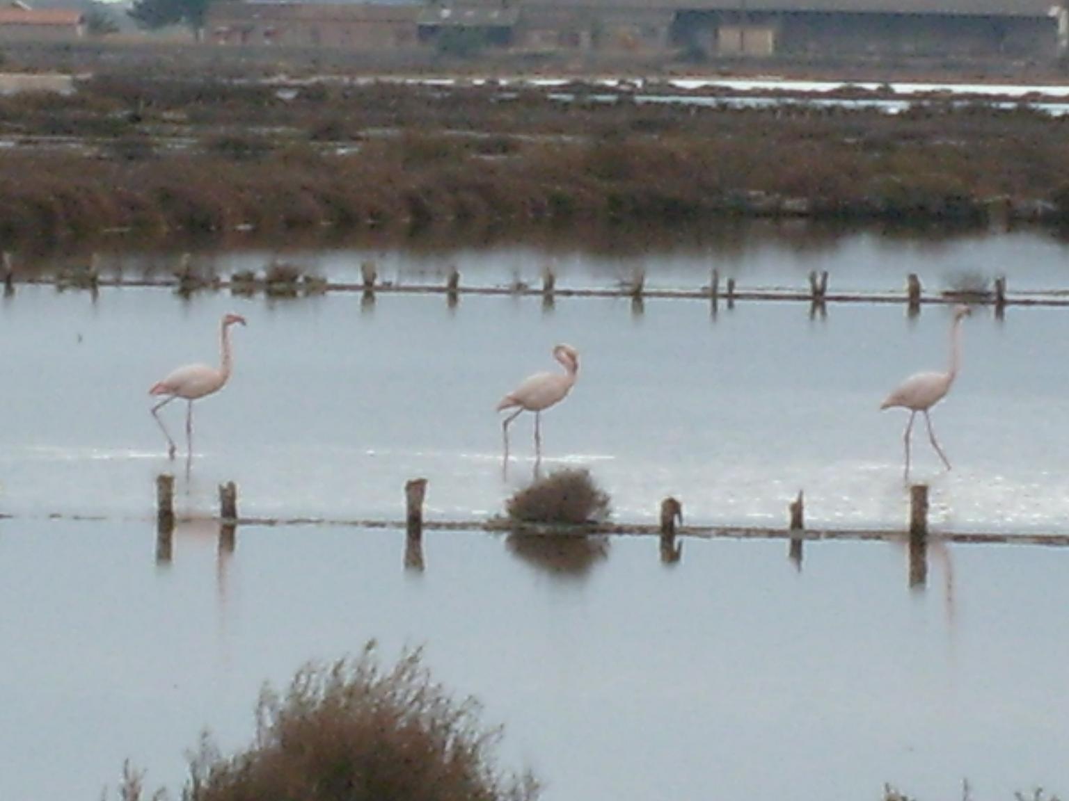 Hyères, schiereiland: 
Flamingo's in de zoutpannen
